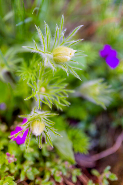 Pasque flower in the spring garden. - Photo, Image