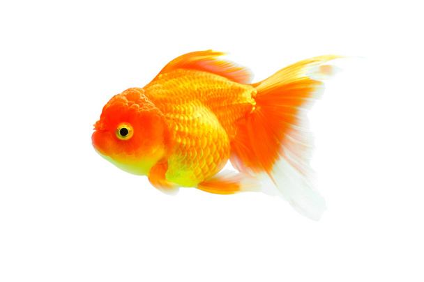 Goldfish. - Photo, Image