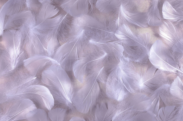 Angelic Lilac brillante seda y plumas esponjosas fondo - aleatoriamente dispersa plumas cortas de aves rizadas blancas colocadas en la parte superior de tela brillante satinado de seda de color lila
  - Foto, Imagen