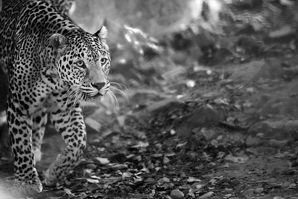 Leopard beim Spazierengehen, nachbearbeitet in monochrom, weicher Fokus - Foto, Bild