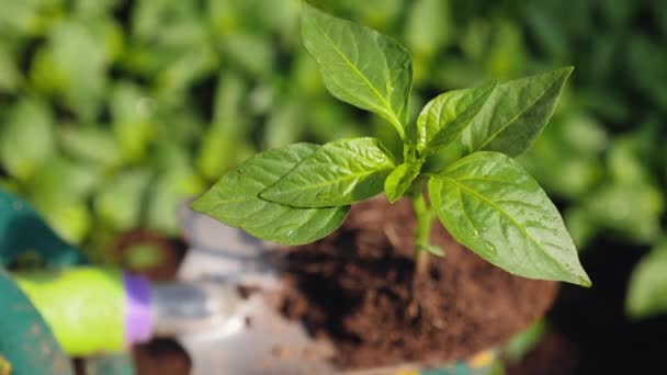Planta cultivada de sementes jovem de pimentão em uma pá de jardim, close-up
 - Filmagem, Vídeo