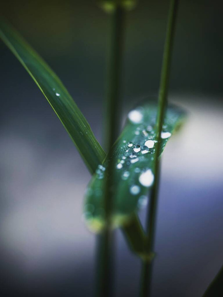 Close-up of a waterdrop on a green grass leaf - Fotó, kép