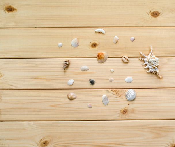 A variety of shells from the seas, rivers, lakes and oceans. For collectors from many beaches of the world on a light wooden background. - Foto, imagen