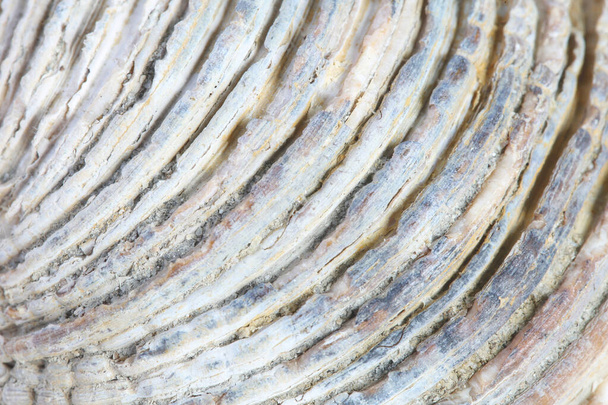 A tengeri kagyló részletes makrója - Fotó, kép