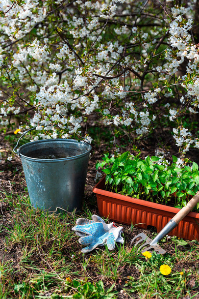 Pepper seedlings in brown plastic pot stand on ground near blooming tree. - Foto, Bild