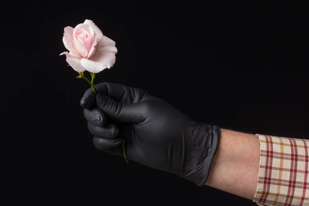 ピンクのバラ愛情熱ロマン主義を象徴する花。象徴的な意味がたくさんある春の花。どんなお祝いでも、それは洗礼、結婚式または死からの適切な花です。. - 写真・画像