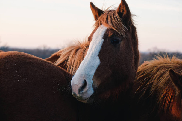 Close-up of sorrel quarter horse mare within herd on farm - Foto, Imagem