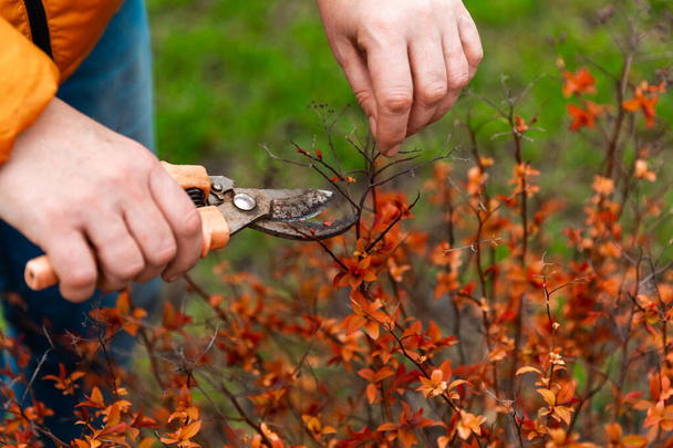 Spring pruning of tree branches and shrubs. Female hands in white gloves with an orange pruner cut branches. - Photo, Image