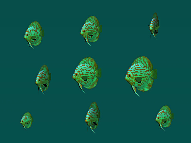 peces ornamentales elegantes nadan en el agua
 - Foto, Imagen