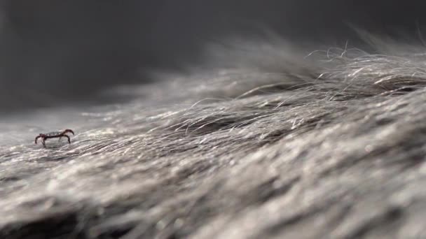 Close up de cão americano carrapato rastejando pêlo animal. Estes aracnídeos um mais ativo na primavera e pode ser carreiras de doença de Lyme ou encefalite. Ninguém. - Filmagem, Vídeo