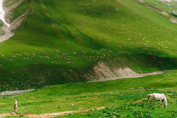A million sheep walk in the green mountains of the Caucasus, Georgia. Amazing view with animals in the wild nature. Look like a picture with a horse and a girl, they go in different directions - Foto, imagen