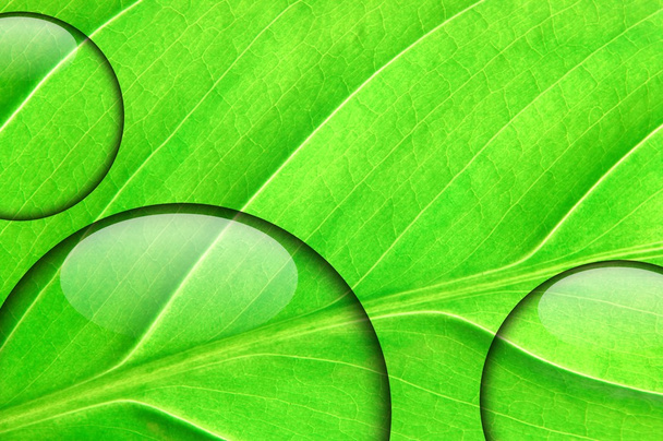 φρέσκα πράσινα φύλλα με σταγόνα νερού - Φωτογραφία, εικόνα