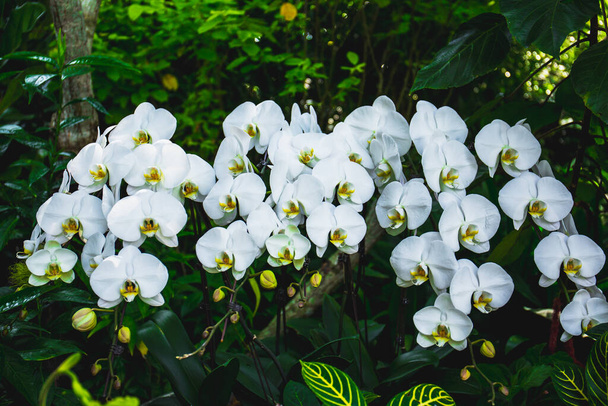 Singapurská botanická zahrada má největší exponát tropických orchidejí na světě, ve své sbírce je přes 60 000 orchidejí z 1000 druhů orchidejí a 2000 hybridů. - Fotografie, Obrázek