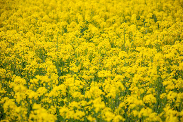 Rapeseed field in summer day as nature background - Photo, Image