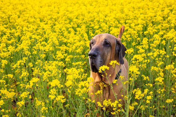 Big dog of fila brasileiro breed in rapeseed field in summer day - Photo, Image