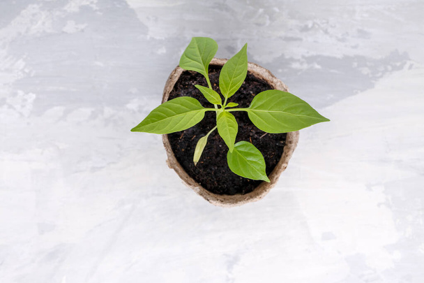 Paprika seedling sprout in the peat pots. Gardening concept. Top view. Copy space. - Photo, Image