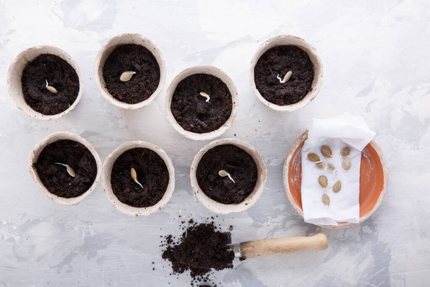 Sprouted pumpkin seeds in a biodegradable peat pot, ready for planting. Top view. Gardening concept. - Photo, Image