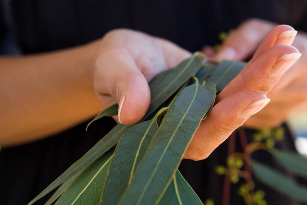 Foglie e semi di eucalipto verde fresco nelle mani della donna. Raccolta di erbe mediche
. - Foto, immagini