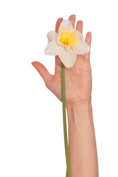 bílý Narcis - Fotografie, Obrázek
