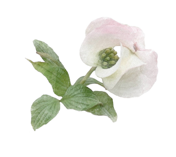 Fehér virágzó dogwood ágon akvarell illusztráció fotó manipuláció hatása, esküvői meghívó design grafikus klip művészeti elem elszigetelt háttér. virág dekoratív virágos - Fotó, kép