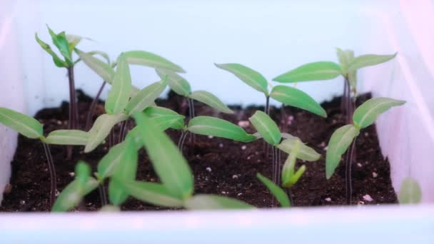 Young plants growing in greenhouse - Footage, Video