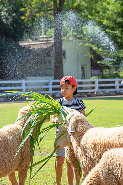 Białe owce jedzą trawę w rękach azjatyckich chłopców.. - Zdjęcie, obraz