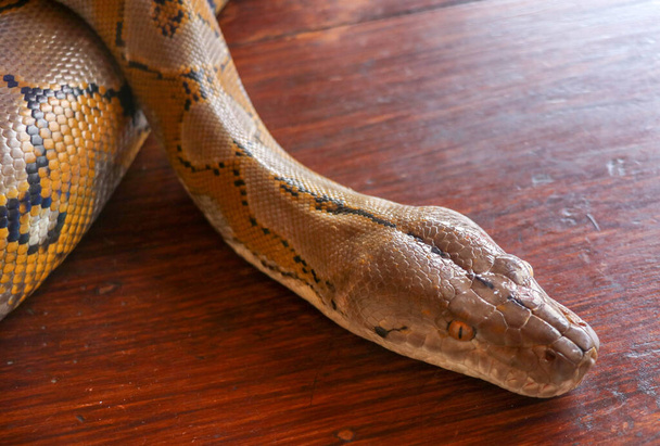 アルビーノの肖像画は、パイソンヘビを繰り返します。美しい爬虫類だ。7月16日国際スネークデー。ペット爬虫類国際爬虫類の日の概念。美しい黄色のテクスチャを持つヘビ. - 写真・画像