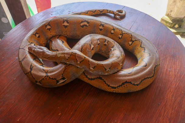 Albino gereconstrueerde python: python slang geel liggend op de houten tafel. Close-up van Big Python regius of Koninklijke Python is een grote niet giftige slang. Patroon Boa Snake huid abstracte textuur - Foto, afbeelding