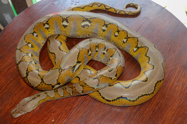 Albínó retikulált piton: piton kígyó sárga fekszik a fa asztalon. Közelkép Big Python regius vagy Royal Python egy nagy nem mérgező kígyó. Pattern Boa Snake bőr elvont textúrájú - Fotó, kép