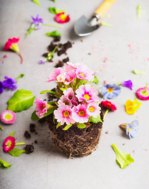 Pretty pink flowers with  root and garden shovel - 写真・画像