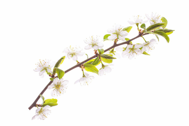 Branche de cerisier en fleurs isolée sur fond blanc
. - Photo, image