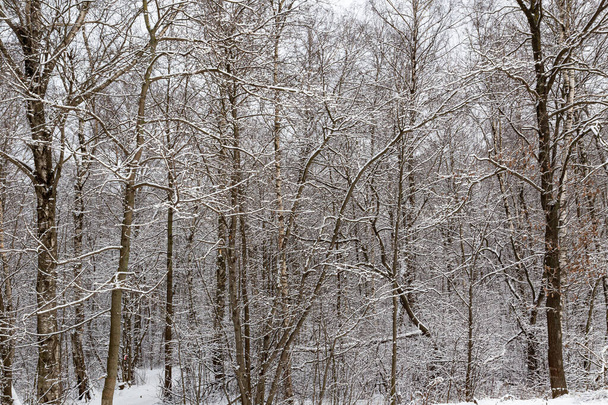 inter forest day in a snow-covered forest  - Fotoğraf, Görsel