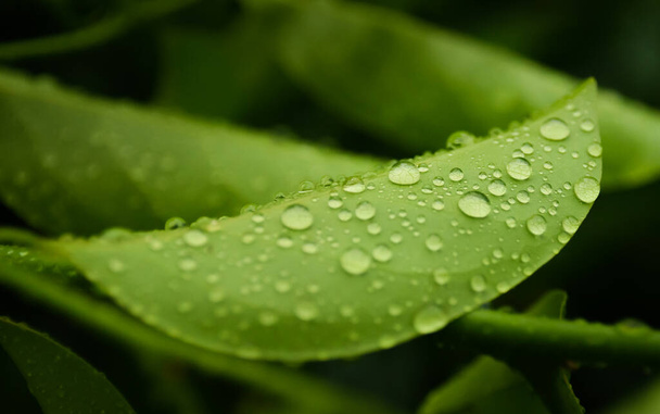 Rain drops on green leaf - Fotoğraf, Görsel