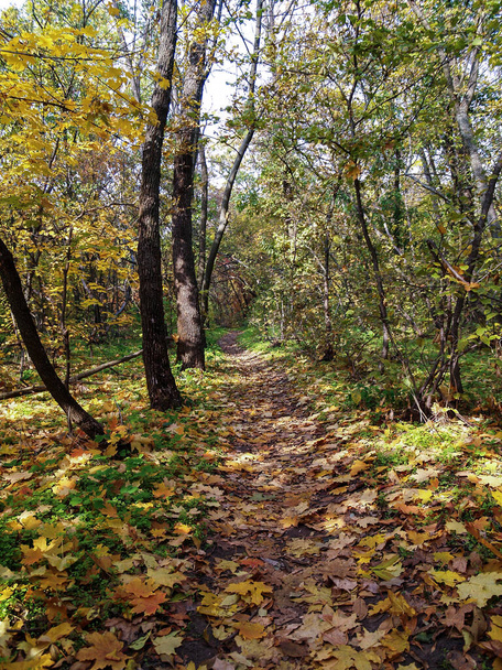 forest path dotted with yellow leaves. autumn forest. - Fotó, kép