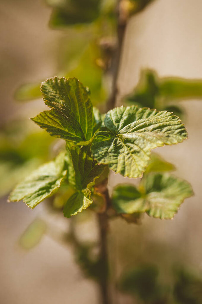 Spring young leaves of currant. Currant branch with young leaves on a blurry background. - Photo, Image