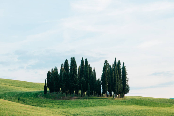 View of the beautiful cypresses in Tuscany, Italy - Zdjęcie, obraz