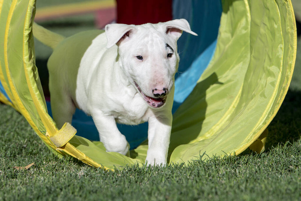 Miniaturowy szczeniak Bull Terrier bawiący się na trawie z małą tubą zwinności - Zdjęcie, obraz