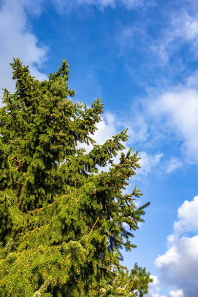 Een verticaal shot van een pijnboom met de blauwe lucht op de achtergrond - Foto, afbeelding