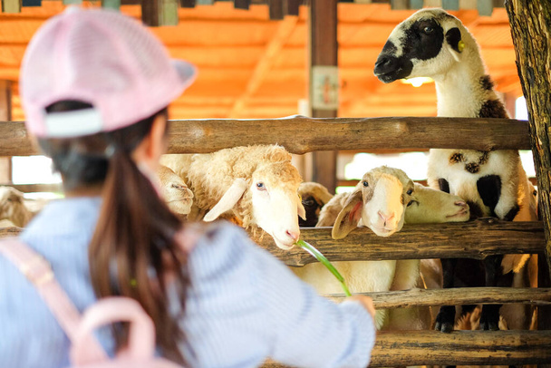 Ratchaburi, Thailand - November 23, 2017 : Sheep will eat the grass from hand woman (girl) at Suan Phueng Resort for animal background or texture. - Fotó, kép
