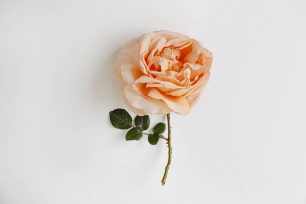 Macro shot of single pale pink rose flower with lush bud and thorns on a green stem. Textured backgound with a lot of copy space for text. Top view, minimalistic flat lay composition. - Foto, immagini
