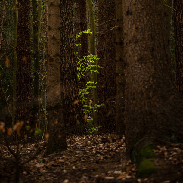 Young green beech leaves between old tree trunks in a dark forest, copy space, selected focus, narrow depth of field - Foto, immagini