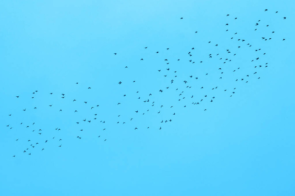 arka plan mavi gökyüzünde Kuşlar sürüsü - Fotoğraf, Görsel