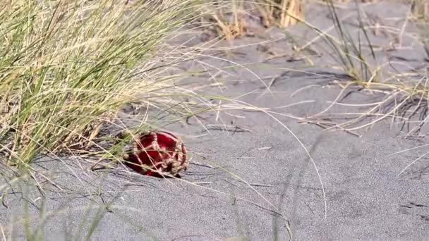 Zblízka červené skleněné plováky na písku s vysokou trávou fouká, jak osoba ruka dosáhne a popadne ji  - Záběry, video