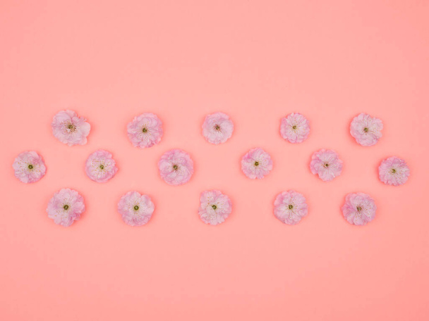 Квіти вишневого кольору на рожевому тлі. Вид згори. Алмондський декоративний. - Фото, зображення