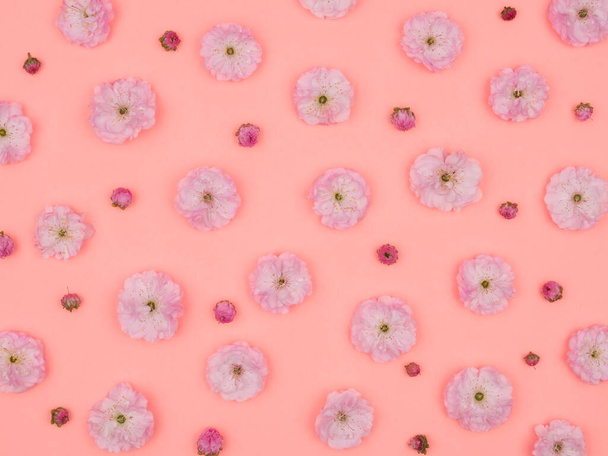 Весняні рожеві квіти на рожевому тлі. Цвіт мигдалю. Вид згори. Сакура. - Фото, зображення