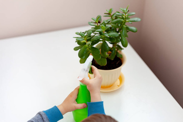 The child takes care of the home plant. A boy sprays plants in vases.  The child takes care of plants at home, spraying the plant with clean water from a spray gun - Fotografie, Obrázek