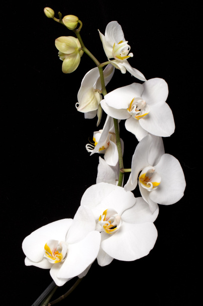 Orquídea blanca aislada en negro
 - Foto, imagen