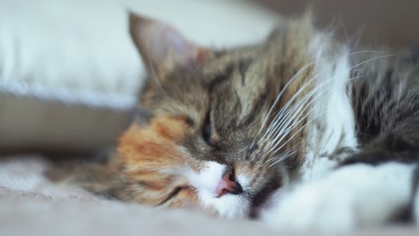 Спящая кошка идеальный сон. кошка спит в одеяле, избирательный фокус
. - Кадры, видео