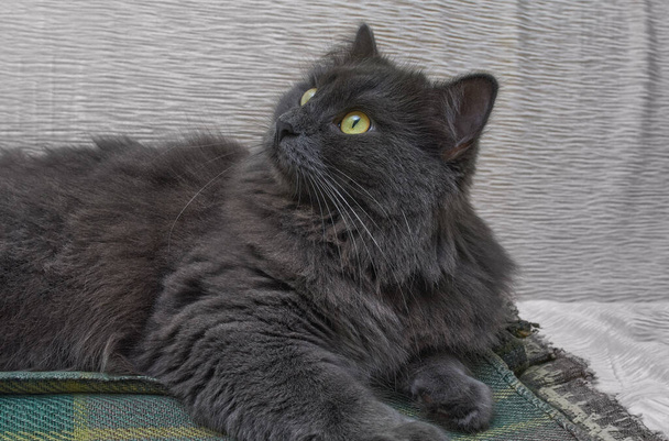 Harmaa kissa Nebelung kissa makaa sohvalla kotona. Nebelung-harvinainen rotu, samanlainen kuin Venäjän sininen, paitsi keskipitkä, silkkinen hiukset
. - Valokuva, kuva