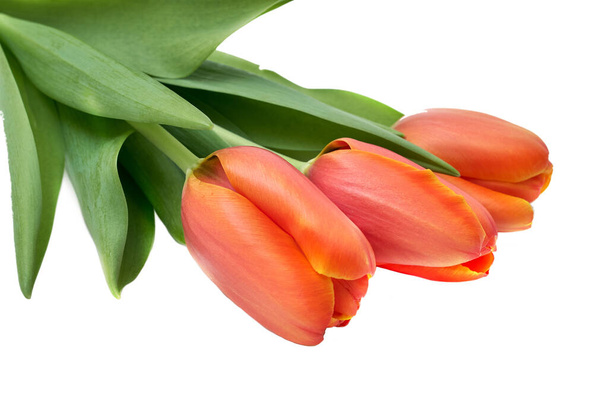 Вид сбоку на три маленьких ярко-красных цветка тюльпанов и зеленые листья, изолированные на белом красивом цветочном фоне внутри помещения, сфотографированные с небольшим фокусом
 - Фото, изображение